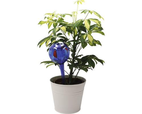 Zimmerpflanze mit Bewässerungskugel in einem Topf