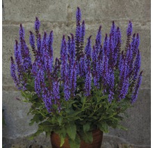 Salbei Pflanze im Topf