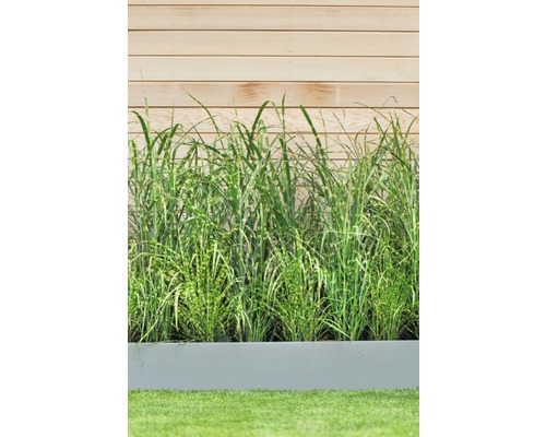 Hohes Gras in einem grauen Pflanzgefäß vor einer Holzwand