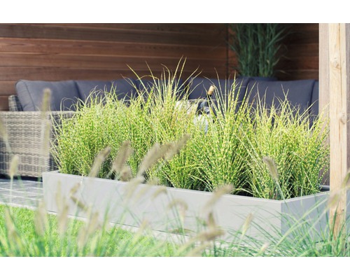 Dekoratives Gartenarrangement mit Ziergräsern im Pflanzkasten und Sitzgelegenheiten im Hintergrund