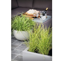 Außenbereich mit Ziergräsern in Töpfen, Getränken und Snacks auf einem Tisch