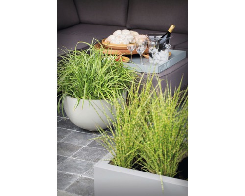 Außenbereich mit Ziergräsern in Töpfen, Getränken und Snacks auf einem Tisch