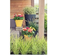 Terrasse mit Blumen in Blumentöpfen und Ziergras.