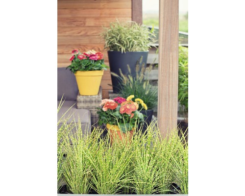 Terrasse mit Blumen in Blumentöpfen und Ziergras.