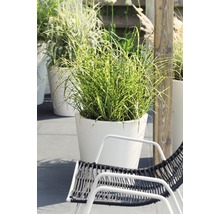 Dekorative Gartenszene mit Ziergras in Pflanzgefäßen und Gartenstuhl