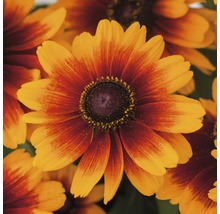 Nahaufnahme von Rudbeckia Hirta-Blüten, ideal für den Garten