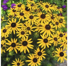 Gruppe von Sonnenbraut Blumen im Garten