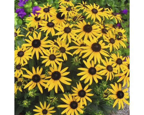 Gruppe von Sonnenbraut Blumen im Garten