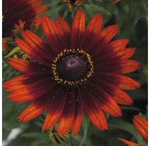 Blüte einer Rudbeckie