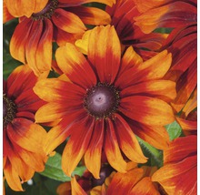 Nahaufnahme von Rudbeckia Blumen mit dunklem Zentrum und gelb-roten Blütenblättern