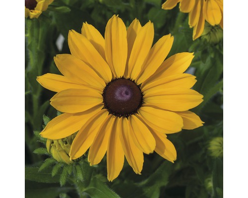 Gelber Sonnenhut im Detail