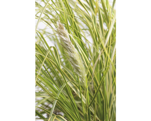 Pampasgras mit Blüte und grün-gelben Blättern