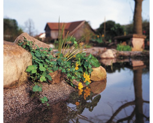 Teich mit Steinen und Bepflanzung im Garten