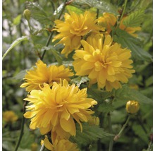 Gefüllter Ranunkelstrauch FloraSelf Kerria japonica 'Pleniflora' H 80-100 cm Co 10 L