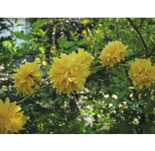 Gefüllter Ranunkelstrauch FloraSelf Kerria japonica 'Pleniflora' H 80-100 cm Co 10 L