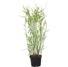 Gefüllter Ranunkelstrauch FloraSelf Kerria japonica 'Pleniflora' H 80-100 cm Co 10 L