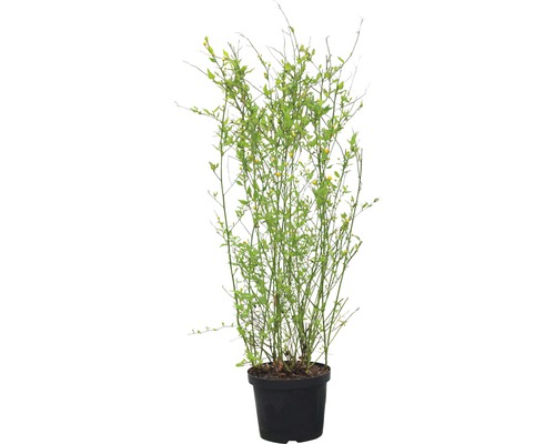 Gefüllter Ranunkelstrauch FloraSelf Kerria japonica 'Pleniflora' H 80-100 cm Co 10 L