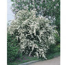 Blühender Spierstrauch im Garten