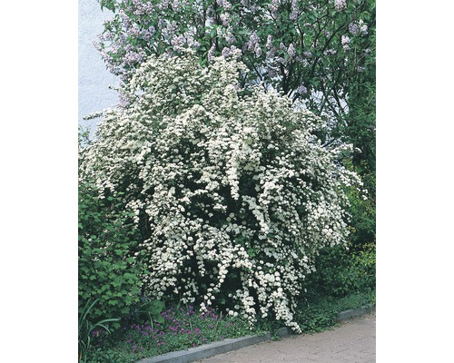 Blühender Spierstrauch im Garten