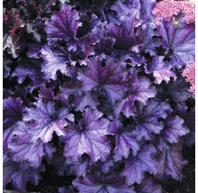 Purpurglöckchen Pflanze mit Blättern