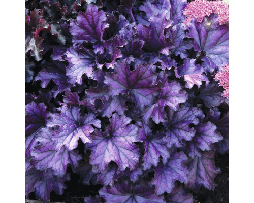 Purpurglöckchen Pflanze mit Blättern