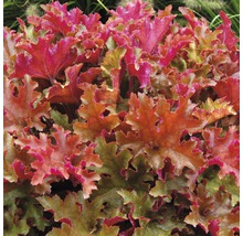 Purpurglöckchen Pflanze mit dekorativen Blättern