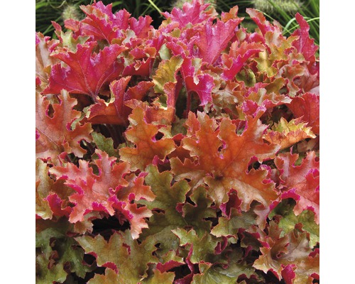 Purpurglöckchen Pflanze mit dekorativen Blättern