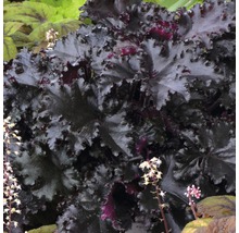 Nahaufnahme einer Purpurglöckchen Pflanze mit Blättern und Blüten