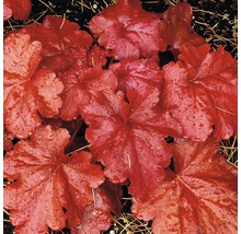 Nahaufnahme einer Purpurglöckchen Pflanze mit Blättern