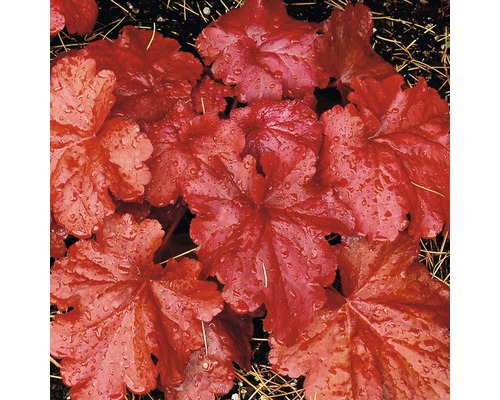 Nahaufnahme einer Purpurglöckchen Pflanze mit Blättern