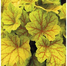 Nahaufnahme von Heuchera-Blättern