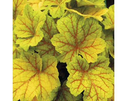 Nahaufnahme von Heuchera-Blättern