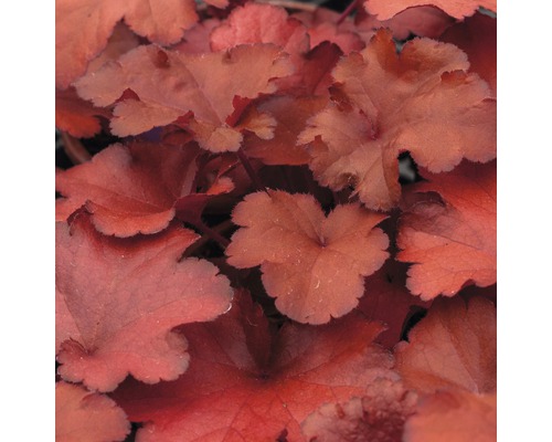 Nahaufnahme der Blätter einer Purpurglöckchen Pflanze