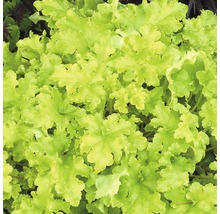 Nahaufnahme einer Heuchera Pflanze mit Blättern