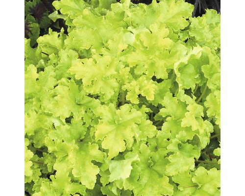 Nahaufnahme einer Heuchera Pflanze mit Blättern