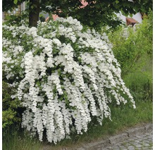 Brautspiere Strauch mit weißen Blüten