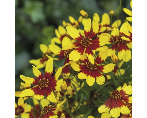 Gruppe von Coreopsis-Blüten mit gelben Blütenblättern und roten Zentren