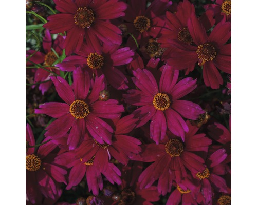 Nahaufnahme von purpurroten Coreopsis Blüten