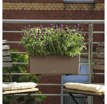 Blumenkasten mit Lavendel auf einem Balkongeländer mit Stühlen