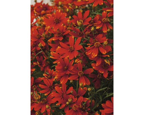 Nahaufnahme von Coreopsis-Blüten