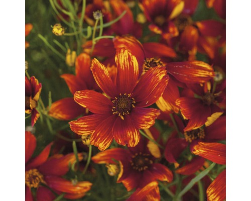 Nahaufnahme von Coreopsis-Blüten