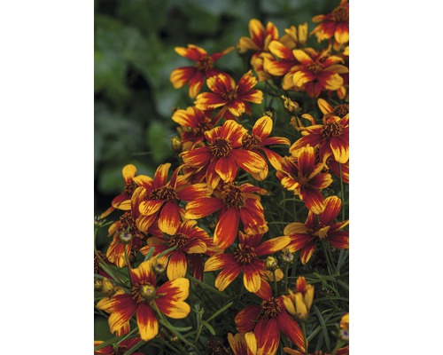 Blütenstand mit Coreopsis-Blüten im Garten.