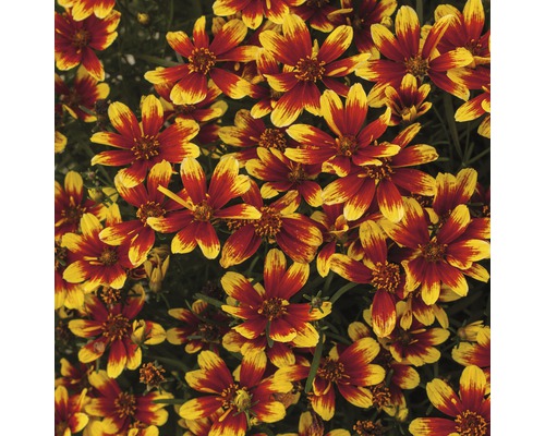 Nahaufnahme von Coreopsis-Blüten mit roten und gelben Blütenblättern