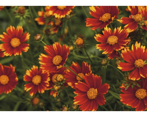 Nahaufnahme von Coreopsis Blumen im Garten.