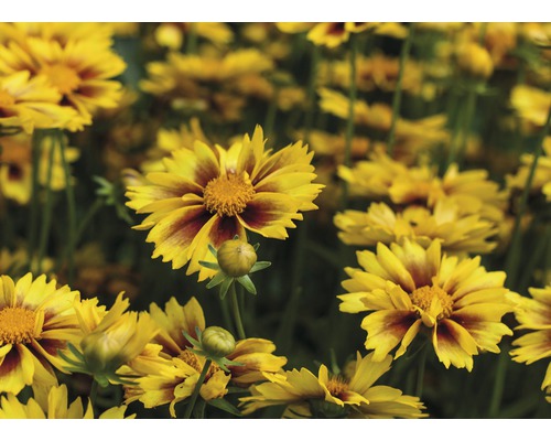Blühende Rudbeckia im Garten