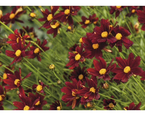 Nahaufnahme von Coreopsis-Blüten im Gartenbeet