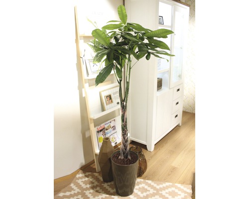 Geldbaum im Topf neben Dekoartikeln und Möbeln