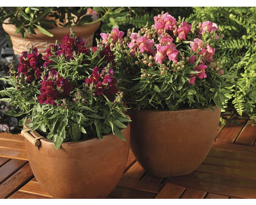 Zwei Löwenmäulchen in Pflanzgefäßen auf einer Holzterrasse.