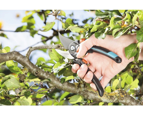 Gartenschere im Einsatz zum Beschneiden eines Astes