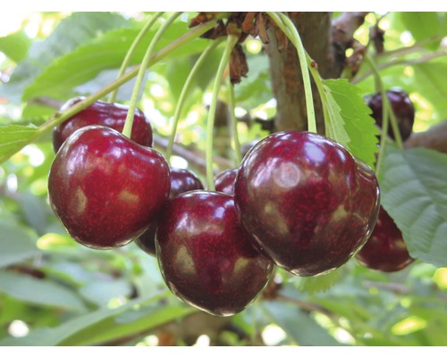 Bio Süßkirsche 'Sunburst' selbstfruchtend FloraSelf Bio Prunus avium 'Sunburst' Stammhöhe 40 cm Gesamthöhe ca. 60-80 cm Co 5 L Terrasse